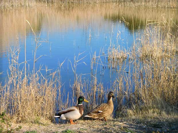 Fonts Ufanes, Campanet